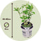 Plant in a Box - Hydrangea Strong Annabelle - Set van 2 - Hortensia - Sterke Winterharde Bladverliezende Heester - Pot 19cm - Hoogte 30-40cm