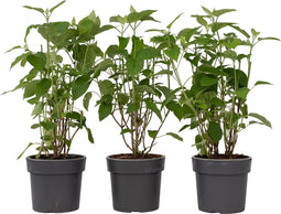 Plant in a Box - Hydrangea Strong Annabelle - Set van 3 - Hortensia - Sterke Winterharde Bladverliezende Heester - Pot 19cm - Hoogte 30-40cm