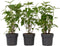 Plant in a Box - Hydrangea Strong Annabelle - Set van 3 - Hortensia - Sterke Winterharde Bladverliezende Heester - Pot 19cm - Hoogte 30-40cm