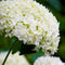 Plant in a Box - Hydrangea Strong Annabelle - Set van 3 - Hortensia - Sterke Winterharde Bladverliezende Heester - Pot 19cm - Hoogte 30-40cm