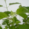 Plant in a Box - Hydrangea Strong Annabelle - Set van 3 - Hortensia - Sterke Winterharde Bladverliezende Heester - Pot 19cm - Hoogte 30-40cm