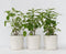 Plant in a Box - Hydrangea Strong Annabelle - Set van 3 - Hortensia - Sterke Winterharde Bladverliezende Heester - Pot 19cm - Hoogte 30-40cm