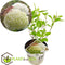 Plant in a Box - Hydrangea Strong Annabelle - XL Hortensia's - Prachtige witte bloemen - Lange bloeiperiode - Winterhard - Pot 19cm - Hoogte 30-40cm