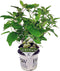 Plant in a Box - Hydrangea Strong Annabelle - XL Hortensia's - Prachtige witte bloemen - Lange bloeiperiode - Winterhard - Pot 19cm - Hoogte 30-40cm