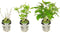 Plant in a Box - Hydrangea Strong Annabelle - XL Hortensia's - Prachtige witte bloemen - Lange bloeiperiode - Winterhard - Pot 19cm - Hoogte 30-40cm