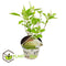 Plant in a Box - Hydrangea Strong Annabelle - XL Hortensia's - Prachtige witte bloemen - Lange bloeiperiode - Winterhard - Pot 19cm - Hoogte 30-40cm