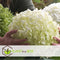 Plant in a Box - Hydrangea Strong Annabelle - XL Hortensia's - Prachtige witte bloemen - Lange bloeiperiode - Winterhard - Pot 19cm - Hoogte 30-40cm