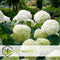 Plant in a Box - Hydrangea Strong Annabelle - XL Hortensia's - Prachtige witte bloemen - Lange bloeiperiode - Winterhard - Pot 19cm - Hoogte 30-40cm