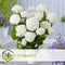 Plant in a Box - Hydrangea Strong Annabelle - XL Hortensia's - Prachtige witte bloemen - Lange bloeiperiode - Winterhard - Pot 19cm - Hoogte 30-40cm