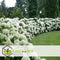 Plant in a Box - Hydrangea Strong Annabelle - XL Hortensia's - Prachtige witte bloemen - Lange bloeiperiode - Winterhard - Pot 19cm - Hoogte 30-40cm