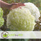 Plant in a Box - Hydrangea Strong Annabelle - XL Hortensia's - Prachtige witte bloemen - Lange bloeiperiode - Winterhard - Pot 19cm - Hoogte 30-40cm