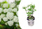 Plant in a Box - Hydrangea Strong Annabelle - XL Hortensia's - Prachtige witte bloemen - Lange bloeiperiode - Winterhard - Pot 19cm - Hoogte 30-40cm