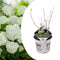 Plant in a Box - Hydrangea Strong Annabelle - XL Hortensia's - Prachtige witte bloemen - Lange bloeiperiode - Winterhard - Pot 19cm - Hoogte 30-40cm