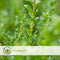 Plant in a Box - Ilex crenata 'Japanse Hulst' bolvorm - Buxusvervanger - Tuinplant - ⌀17cm - Hoogte 30-40cm