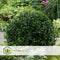 Plant in a Box - Ilex crenata 'Japanse Hulst' bolvorm - Buxusvervanger - Tuinplant - ⌀17cm - Hoogte 30-40cm