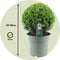 Plant in a Box - Ilex crenata 'Japanse Hulst' bolvorm - Buxusvervanger - Tuinplant - ⌀17cm - Hoogte 30-40cm