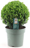 Plant in a Box - Ilex crenata 'Japanse Hulst' bolvorm - Buxusvervanger - Tuinplant - ⌀17cm - Hoogte 30-40cm
