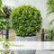 Plant in a Box - Ilex crenata 'Japanse Hulst' bolvorm - Buxusvervanger - Tuinplant - ⌀17cm - Hoogte 30-40cm