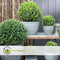 Plant in a Box - Ilex crenata 'Japanse Hulst' bolvorm - Buxusvervanger - Tuinplant - ⌀17cm - Hoogte 30-40cm