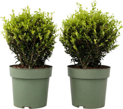 Plant in a Box - Ilex crenata 'Japanse Hulst' bolvorm - set van 2 - Buxusvervanger - Tuinplant - ⌀17cm - Hoogte 30-40cm