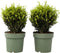 Plant in a Box - Ilex crenata 'Japanse Hulst' bolvorm - set van 2 - Buxusvervanger - Tuinplant - ⌀17cm - Hoogte 30-40cm