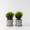 Plant in a Box - Ilex crenata 'Japanse Hulst' bolvorm - set van 2 - Buxusvervanger - Tuinplant - ⌀17cm - Hoogte 30-40cm