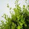 Plant in a Box - Ilex crenata 'Japanse Hulst' bolvorm - set van 2 - Buxusvervanger - Tuinplant - ⌀17cm - Hoogte 30-40cm
