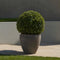 Plant in a Box - Ilex crenata 'Japanse Hulst' bolvorm - set van 2 - Buxusvervanger - Tuinplant - ⌀17cm - Hoogte 30-40cm