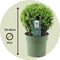 Plant in a Box - Ilex crenata 'Japanse Hulst' bolvorm - set van 2 - Buxusvervanger - Tuinplant - ⌀17cm - Hoogte 30-40cm