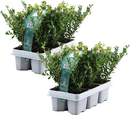 Plant in a Box - Ilex crenata 'Jenny' - Japanse hulst - set van 12 - Tuinplant - Haagplant - ⌀9 cm - Hoogte 10-20 cm