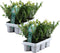 Plant in a Box - Ilex crenata 'Jenny' - Japanse hulst - set van 12 - Tuinplant - Haagplant - ⌀9 cm - Hoogte 10-20 cm