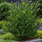 Plant in a Box - Ilex crenata 'Jenny' - Japanse hulst - set van 12 - Tuinplant - Haagplant - ⌀9 cm - Hoogte 10-20 cm