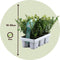 Plant in a Box - Ilex crenata 'Jenny' - Japanse hulst - set van 12 - Tuinplant - Haagplant - ⌀9 cm - Hoogte 10-20 cm