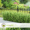Plant in a Box - Ilex crenata 'Jenny' - Japanse hulst - set van 12 - Tuinplant - Haagplant - ⌀9 cm - Hoogte 10-20 cm