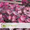 Plant in a Box - Iresine Herbstii 'Red' - Biefstukplant Rood - Kamerplant - Pot 13cm - Hoogte 20-30cm