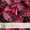 Plant in a Box - Iresine Herbstii 'Red' - Biefstukplant Rood - Kamerplant - Pot 13cm - Hoogte 20-30cm