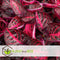 Plant in a Box - Iresine Herbstii 'Red' - Biefstukplant Rood - Kamerplant - Pot 13cm - Hoogte 20-30cm