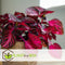 Plant in a Box - Iresine Herbstii 'Red' - Biefstukplant Rood - Kamerplant - Pot 13cm - Hoogte 20-30cm