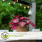 Plant in a Box - Iresine Herbstii 'Red' - Biefstukplant Rood - Kamerplant - Pot 13cm - Hoogte 20-30cm