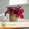 Plant in a Box - Iresine Herbstii 'Red' - Biefstukplant Rood - Kamerplant - Pot 13cm - Hoogte 20-30cm