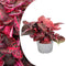 Plant in a Box - Iresine Herbstii 'Red' - Biefstukplant Rood - Kamerplant - Pot 13cm - Hoogte 20-30cm