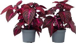 Plant in a Box - Iresine Herbstii 'Red' - Set van 2 - Biefstukplant Rood - Kamerplant - Pot 13cm - Hoogte 20-30cm