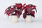 Plant in a Box - Iresine Herbstii 'Red' - Set van 2 - Biefstukplant Rood - Kamerplant - Pot 13cm - Hoogte 20-30cm