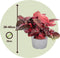 Plant in a Box - Iresine Herbstii 'Red' - Set van 2 - Biefstukplant Rood - Kamerplant - Pot 13cm - Hoogte 20-30cm