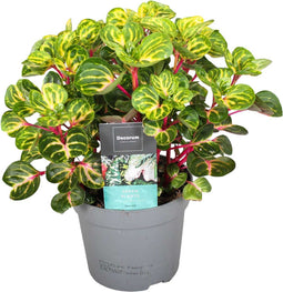 Plant in a Box - Iresine Herbstii 'Yellow' - Gele Biefstukplant - Kamerplant - Pot 13cm - Hoogte 20-30cm