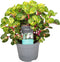 Plant in a Box - Iresine Herbstii 'Yellow' - Gele Biefstukplant - Kamerplant - Pot 13cm - Hoogte 20-30cm