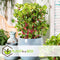 Plant in a Box - Iresine Herbstii 'Yellow' - Gele Biefstukplant - Kamerplant - Pot 13cm - Hoogte 20-30cm