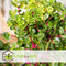Plant in a Box - Iresine Herbstii 'Yellow' - Gele Biefstukplant - Kamerplant - Pot 13cm - Hoogte 20-30cm