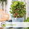 Plant in a Box - Iresine Herbstii 'Yellow' - Gele Biefstukplant - Kamerplant - Pot 13cm - Hoogte 20-30cm