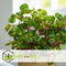 Plant in a Box - Iresine Herbstii 'Yellow' - Gele Biefstukplant - Kamerplant - Pot 13cm - Hoogte 20-30cm